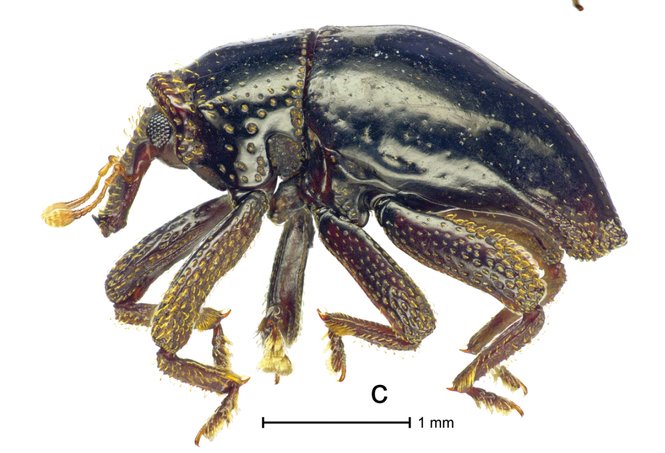 miarozen's tweet photo. If #Chewbacca was an #insect : 

https://t.co/eBMijbAfBv
#starwars https://t.co/lvC5eFtl99