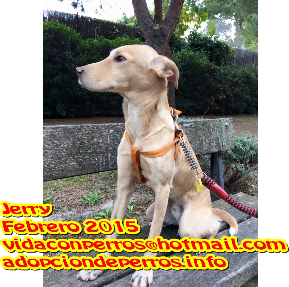 VIDA CON PERROS tweet media