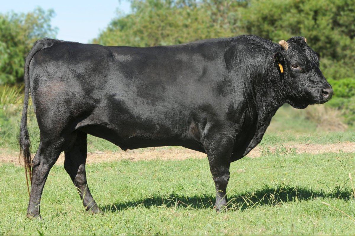 Mayura ItoshigenamiJnr sets a record Australian price $3,050 per straw <a href="/AuctionsPlus/">AuctionsPlus</a> <a href="/AustWagyuAssoc/">Aust Wagyu Assoc</a> <a href="/ABCRural/">ABC Rural</a>