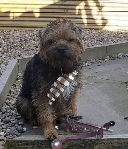 BT_Darwin's tweet image. May the Fourth be with you #BTPosse