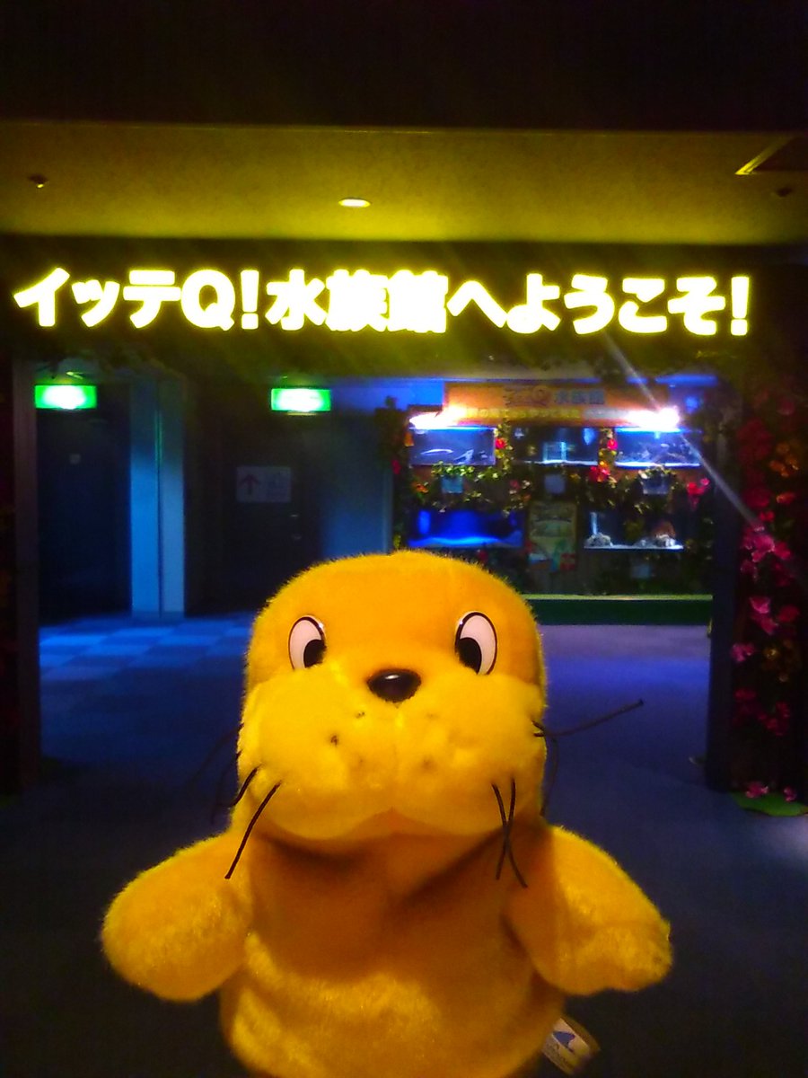 横浜 八景島シーパラダイス公式 Na Twitteru シーパラニュース 日テレで放送された イッテq 水族館 でシーパラの仲間になった ナポレオンフィッシュ ミゾレフグ ケブカガニ Gwにみなさまのお越しをお待ちしてますよ シーパラ 八景島 イッテq