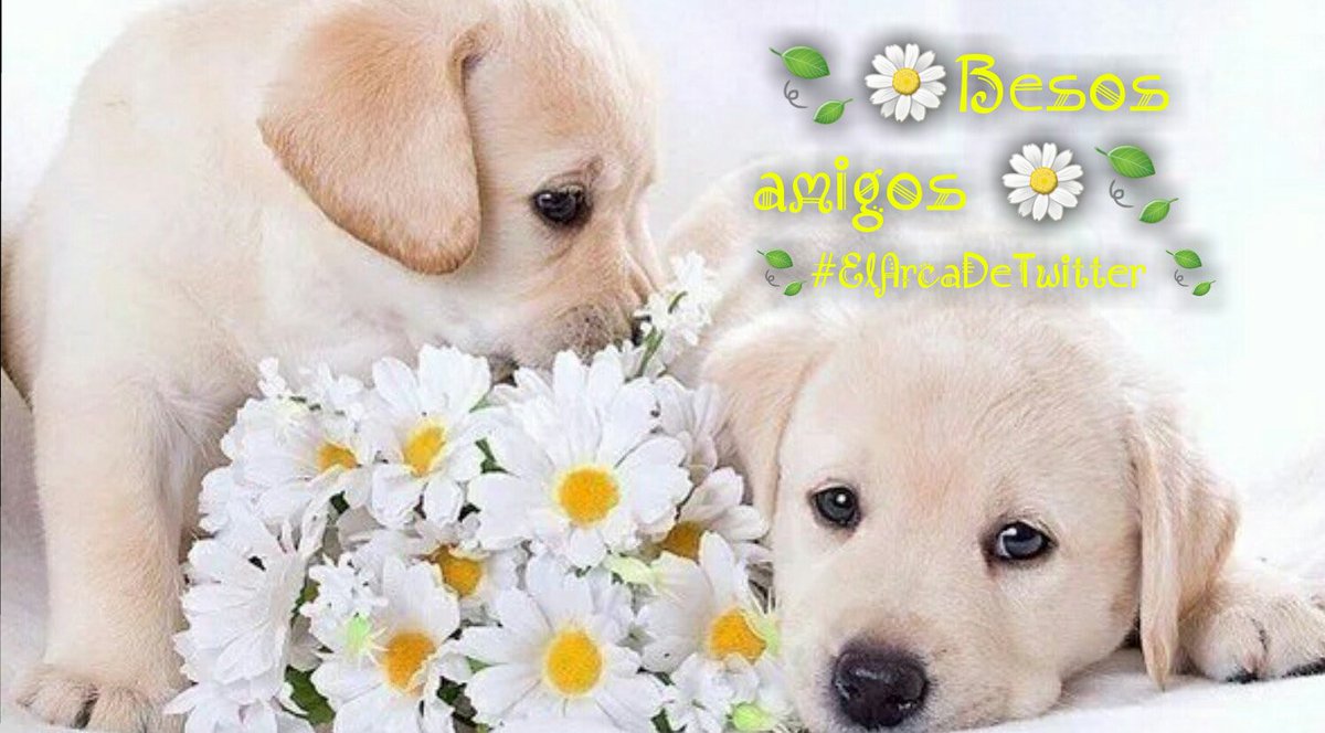 🌼🍃No hay Nada como lograr aquello que los demás dijeron que no lograrias!!! 🌼
BIEN DIA 🍃🌼
#EADT597