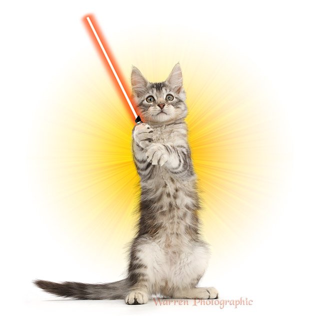 warrenphot's tweet photo. Happy Star Wars Day! #MayThe4thBeWithYou https://t.co/0JvpZB3K1M