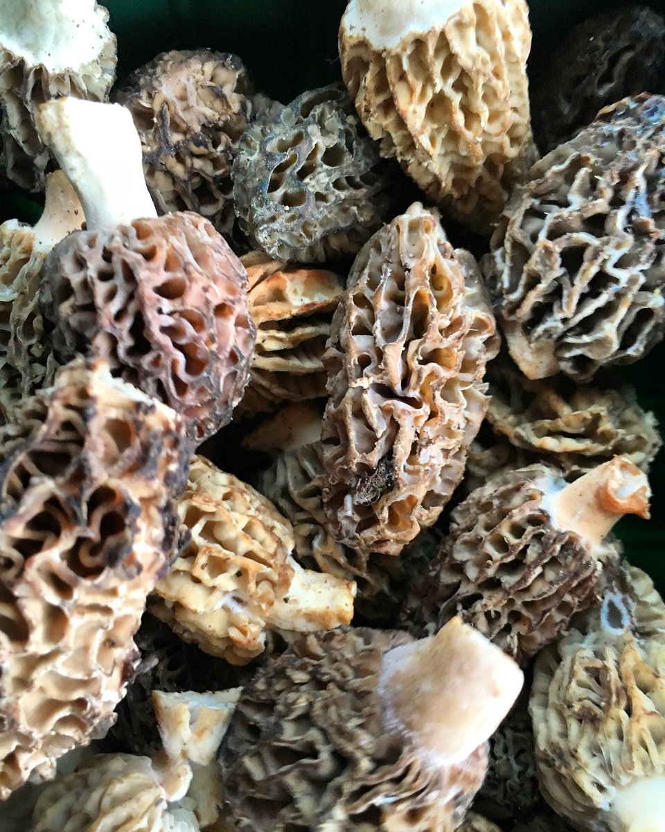 Produce4U_'s tweet photo. Morels Mushrooms #chef #morels #mushroom #veg #healthy #foodie #chefsroll #cheflife https://t.co/xJRXUm7G0E