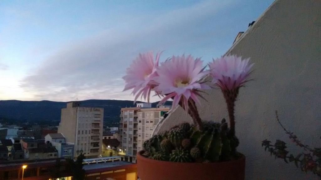 ProfeGlo's tweet photo. @tiempobrasero Florecen los cactus en primavera https://t.co/9C3cjtm7JR