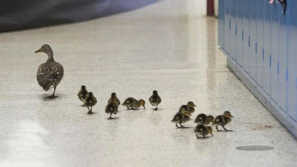 ABC's tweet photo. Mother duck continues yearly tradition of walking ducklings through school hallway to pond. https://t.co/XrRuMQwiaF https://t.co/Ox3H6WfN1d