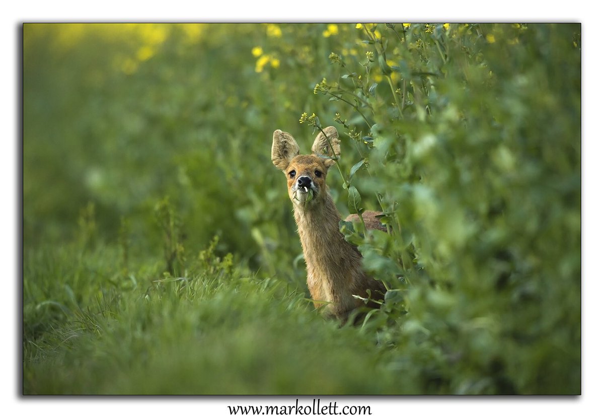 Chinese Water Deer peaking around the Rape. #chinesewaterdeer #deer #mammal #norfolk #nikon #uk