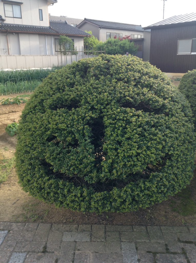 (けして) tweet media