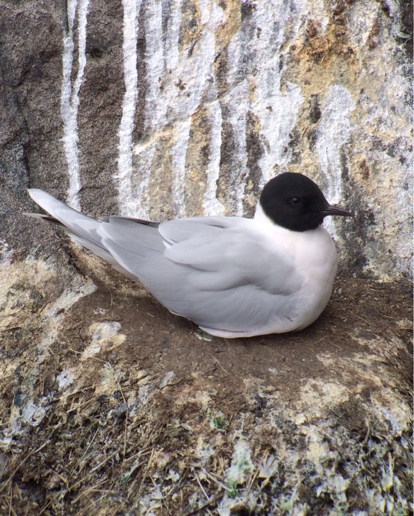 SteelySeabirder's tweet photo. That's no Kittiwake? Adult Little Gull in Kittiwake nest on Isle of May! https://t.co/OL64LeZJfe