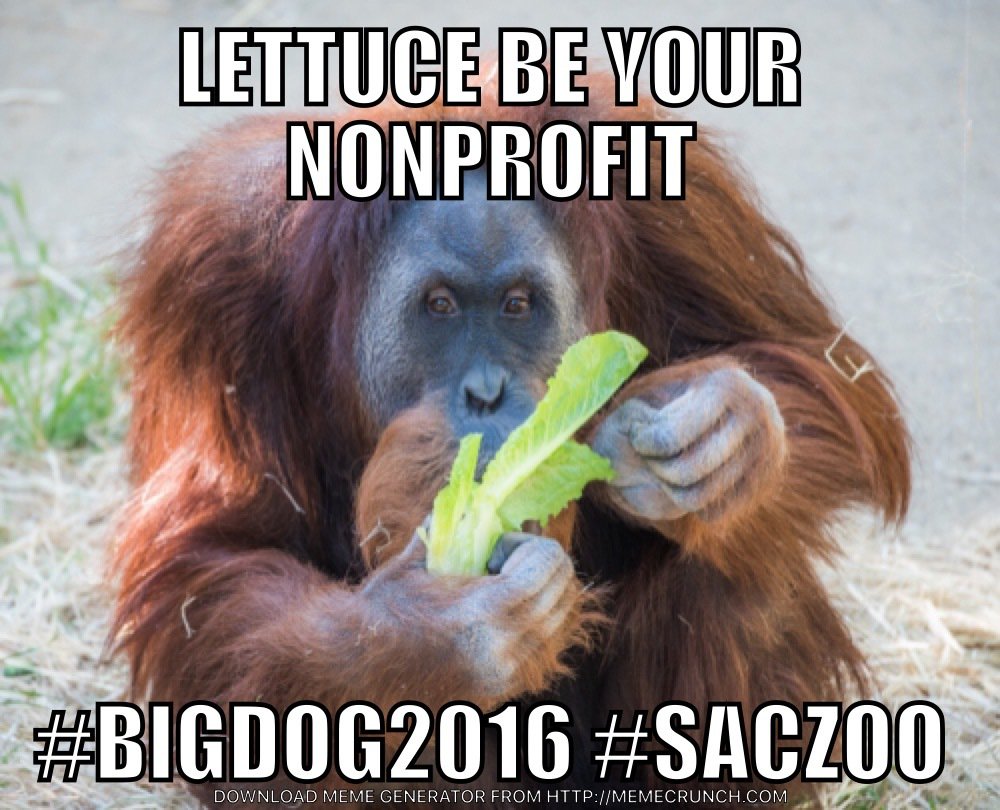 SacramentoZoo's tweet photo. Good morning! Welcome to day 2 of #BigDoG2016 https://t.co/tghZvelFgV #NowWithMoreGiving #SacZoo #meme https://t.co/5JO16FSF7m