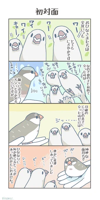 おひなたちと初対面。#buncho #javasparrow #文鳥 