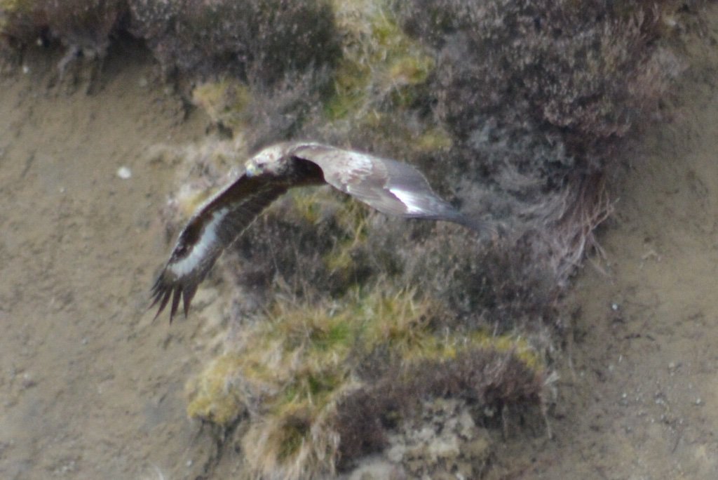 AGMG_UK's tweet photo. #goldeneagle #eagle #grousemoor #millden #gamekeeper #jcp #agmg https://t.co/up9M590gjX