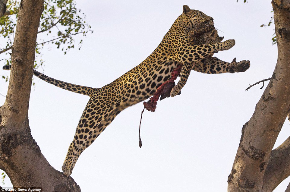 DailyMail's tweet photo. Male leopard kills and EATS female's cub so that she is forced to mate with him https://t.co/Ary5RxQgC3 https://t.co/5hLwrc90Mx