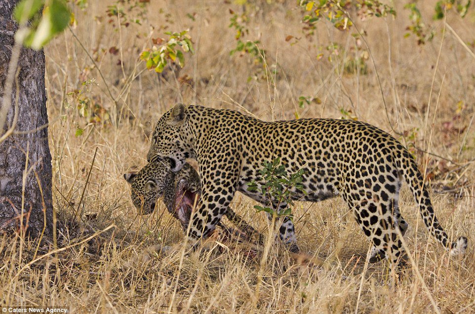 DailyMail's tweet photo. Male leopard kills and EATS female's cub so that she is forced to mate with him https://t.co/Ary5RxQgC3 https://t.co/5hLwrc90Mx
