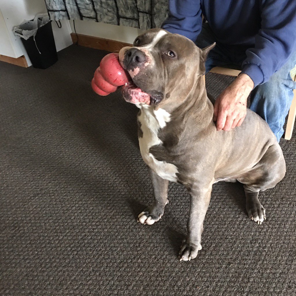 WayneDa64260746's tweet photo. King Capone! Working the shop! Son of King Kong from Probulls ! https://t.co/QT5i5egv6M