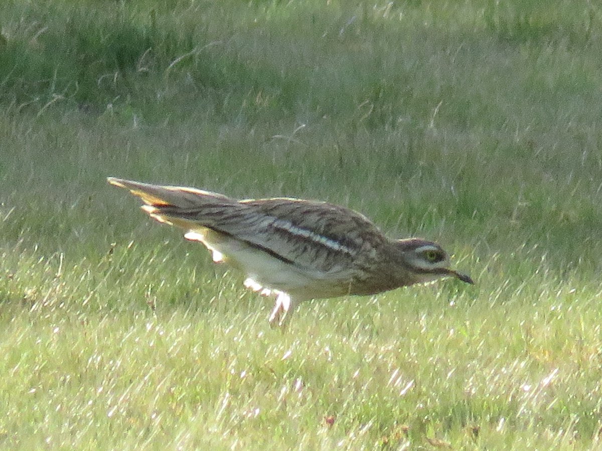 markereiraguyer's tweet photo. Stone Curlews galore yesterday afternoon #brecks What a birding treat! @TheBrecksBNG @wildlife_uk https://t.co/gclgEyjvDW