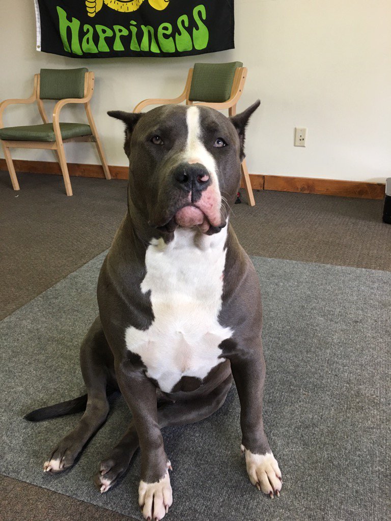 WayneDa64260746's tweet photo. Devious Darla Mae ! Working at the shop! https://t.co/d9uNm3UnKp