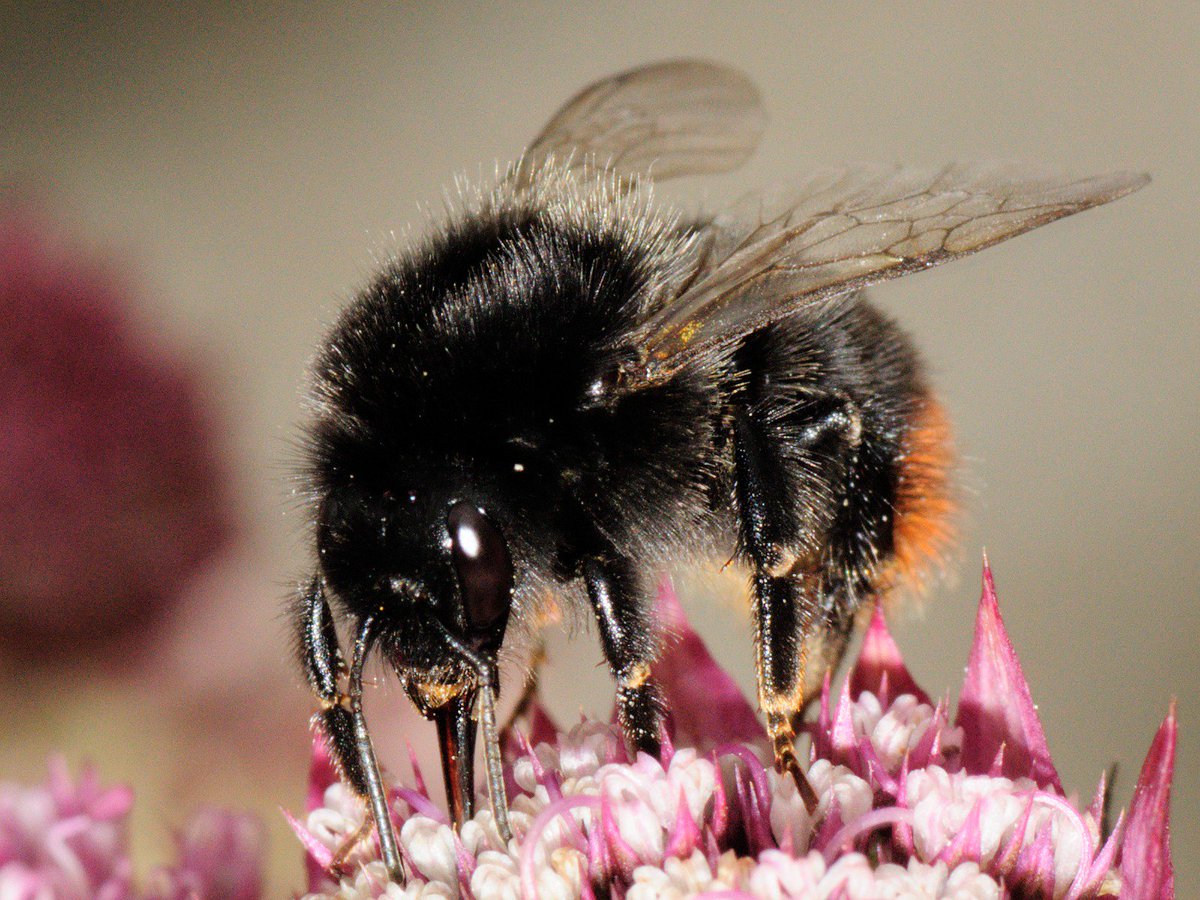 OPALnature's tweet photo. Seen any red tailed #bumblebee yet? Tell @OPALnature at https://t.co/BzrJZtKKhe a #pollinationsurvey #speciesquest https://t.co/krEwd6loPH