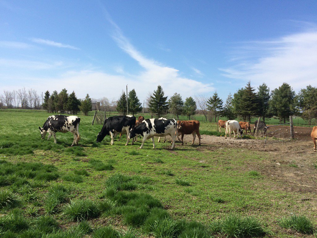 Nice day to let some heifers out #@PrinzhavenFarms