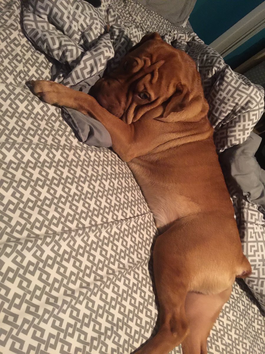 jshaw871605's tweet photo. Is it cool if I stay here all night ? #sharpie #bulldog @DeansDeana #kingsizetoaccompanythedog https://t.co/OAUVDF9JNK