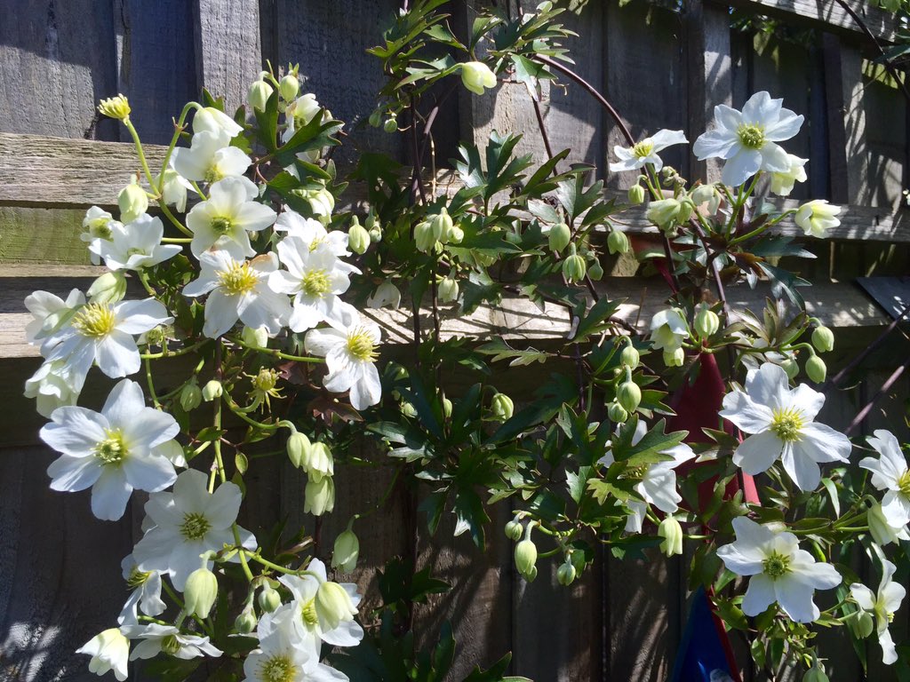 WriteMcFarlane's tweet photo. Beautiful Clematis Avalanche.
#thankgodforspring https://t.co/Dx04hKIFKm