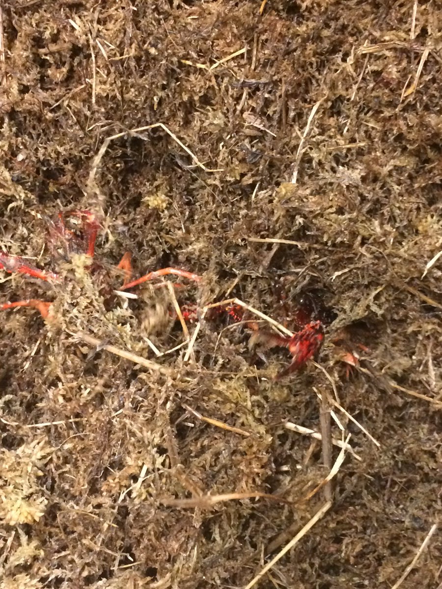 Tara Shortreed tweet media