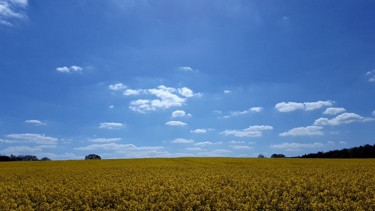 M_Condron's tweet image. This is why I love #Norfolk big blue skies and a field of gold #whybeanywhereelse