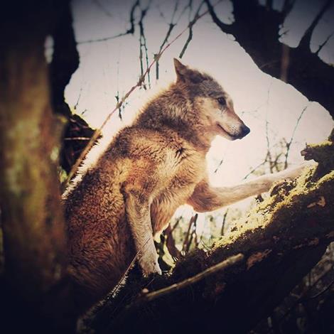 WolfWatch_UK's tweet photo. Callow #WolfWatchUK #WorkingforWolves #timberwolf https://t.co/tWVyMs2JcW