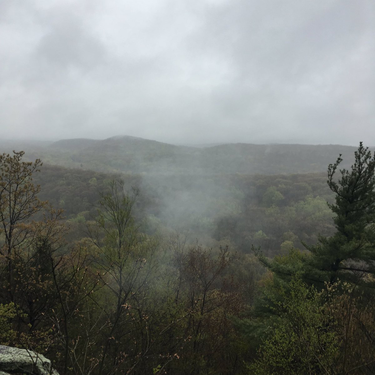 ArchtreeArts's tweet photo. #fog #mist #spring #nature #pinemountain #forest #hike https://t.co/tx6Niqt8yF
