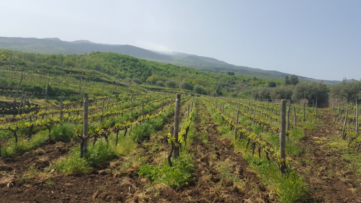 mediterraneoVIC's tweet photo. #sicilia #etna 750mt high #destrovini vineyard #nerellomascalese spring buds break. "Aspide" #EtnaRed #wine https://t.co/mxbjQfxwt4