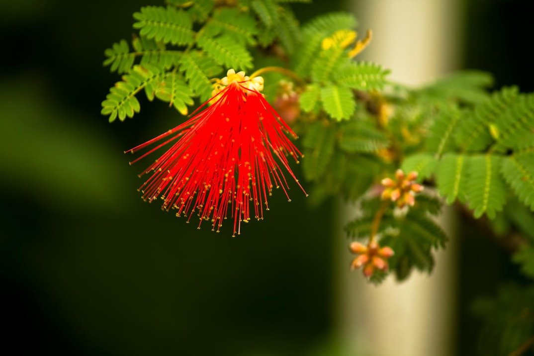 人と石をつなぐ Sorairo5810 ５月５日の誕生花の一つは オジギソウ お辞儀草 花言葉 敏感 繊細な感じ ブラジル原産です 6月 １０月まで可愛く上品な色の花を咲かせます 葉を閉じた時にお辞儀しているように見えます 皆様の５月５日が平和で