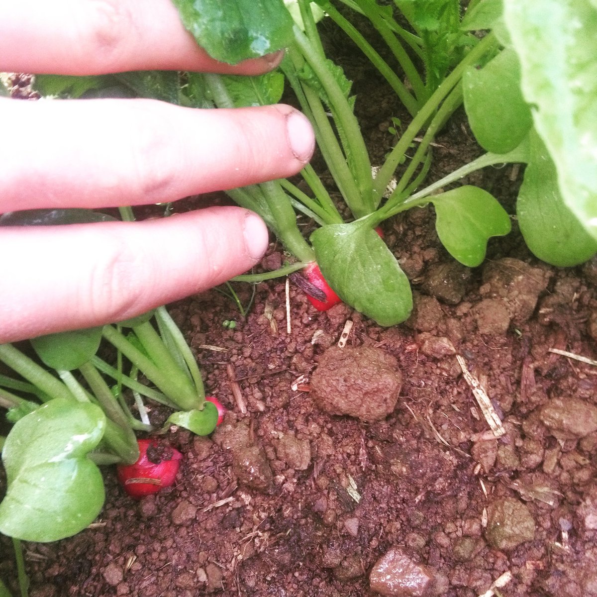 richards_farm's tweet photo. Radishes developing nicely,Cherry Bell is the variety https://t.co/FPeljlTdbA