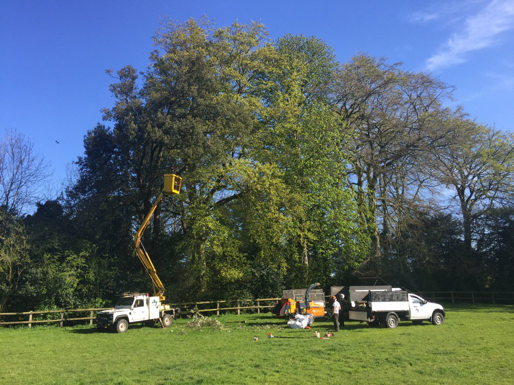 ajarborists's tweet photo. Holm Oak takedown today in Ampney St Peter https://t.co/bS2jcXlPLn