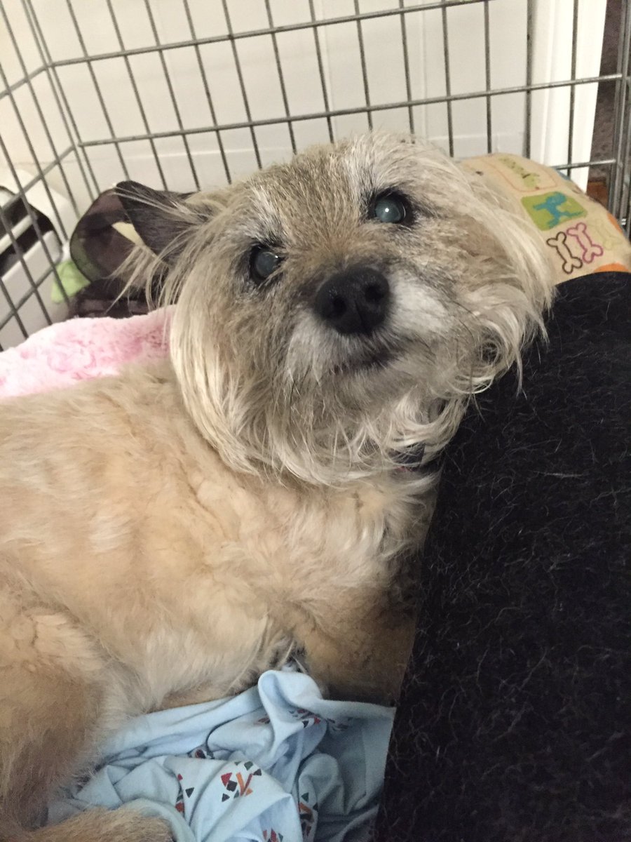 scottisbell_'s tweet photo. On the same day @realDonaldTrump becomes our nominee, we celebrate the life of my pup Brookie. I wont forget u baby https://t.co/Oloac9a3nM