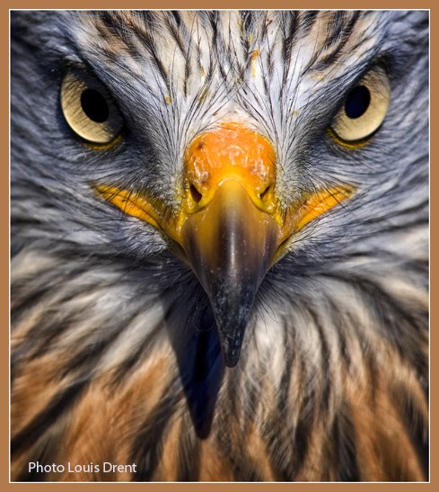 InfoDrent's tweet photo. #Fototraining Roofvogels op 25 juni 2016. Voor meer informatie - aanmelden klik op de link:https://t.co/MQNv8ZI5M0 https://t.co/saZAetgEFA