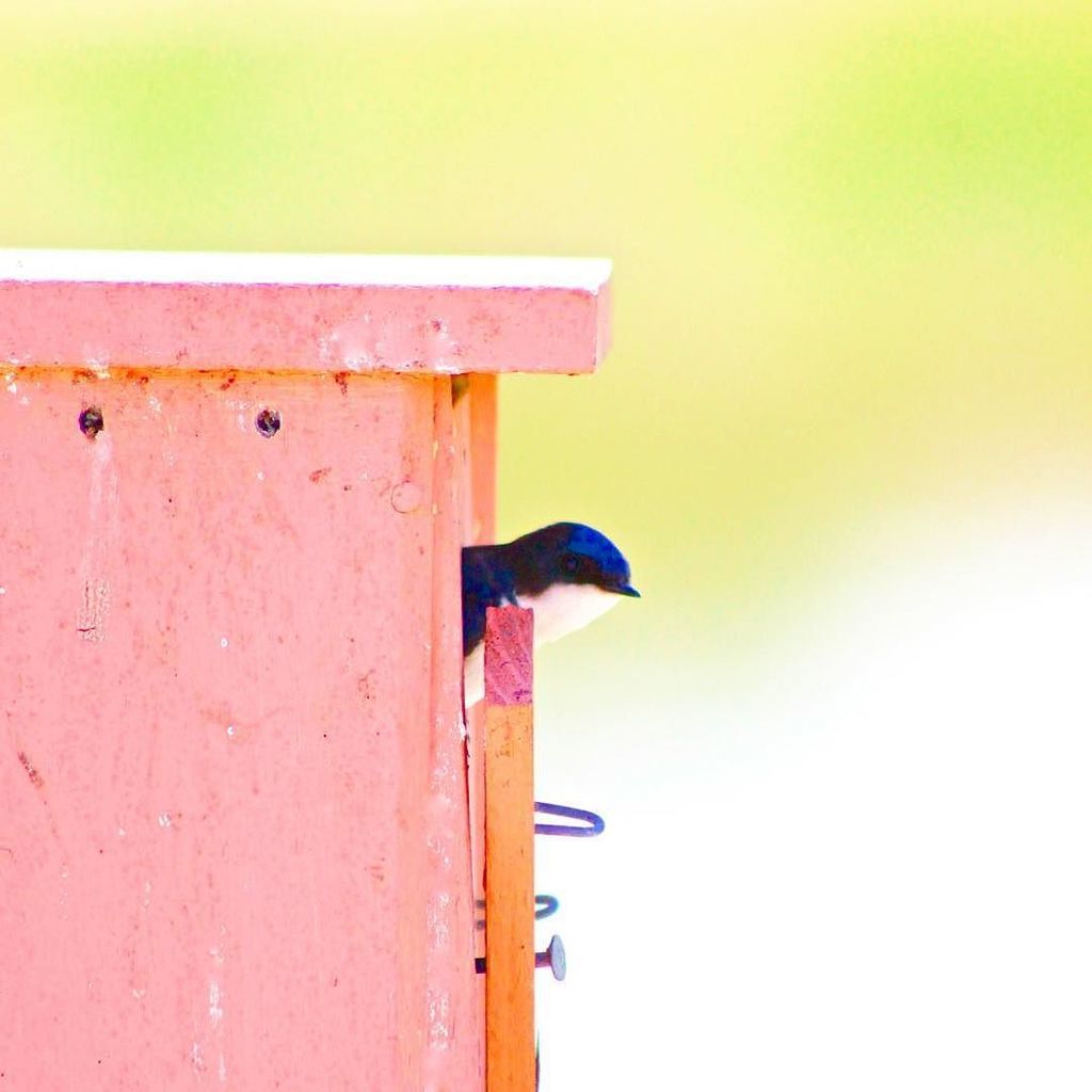 💕 #treeswallow #birdbox.  #bird #birds #tachycinetabicolor #birdhouse #sjws #sanjoaquinwildlifesanctuary #irvine #o…