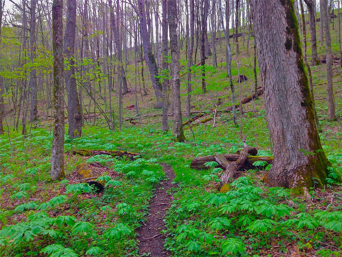 HighKnobOutdoor's tweet photo. The Chief Benge Trail on High Knob. Stay tuned for info. about two upcoming club events next week. #SWVA #mountains https://t.co/jfl48ZQRpo