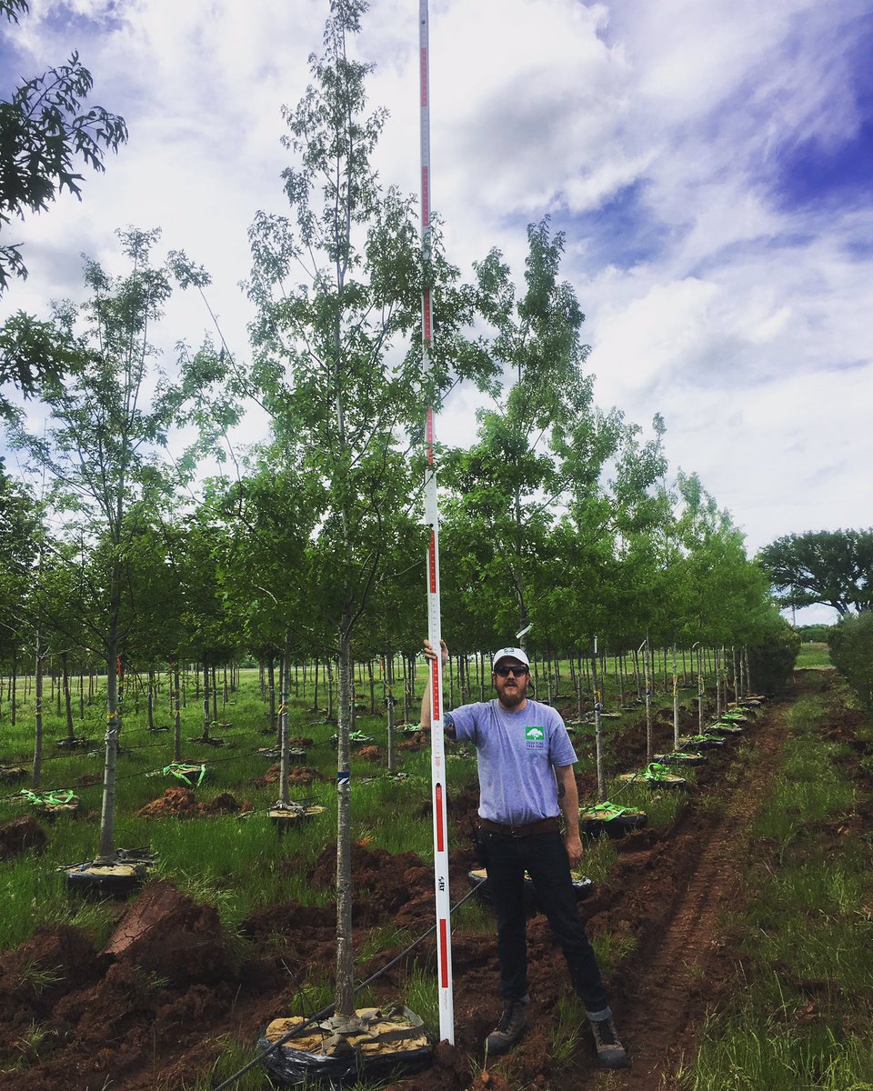 Dftrees's tweet image. We still have large quantities in 2", 2.5" and 3" Texas Red Oak! A tough tree for a brutal project site!