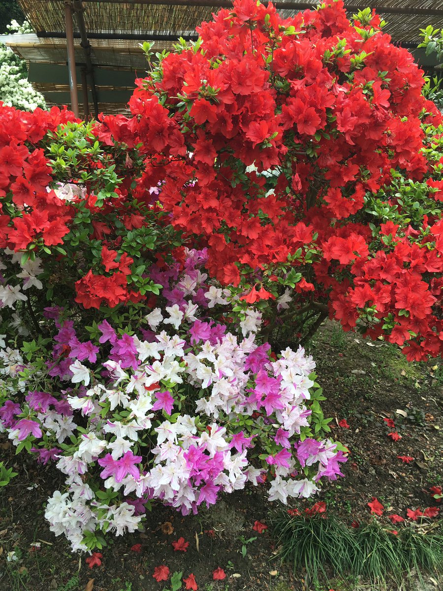 植物図鑑 ツツジ 日本に住んでいたら絶対目にする花 ツツジには様々な種類が存在し シャクナゲもその１つ