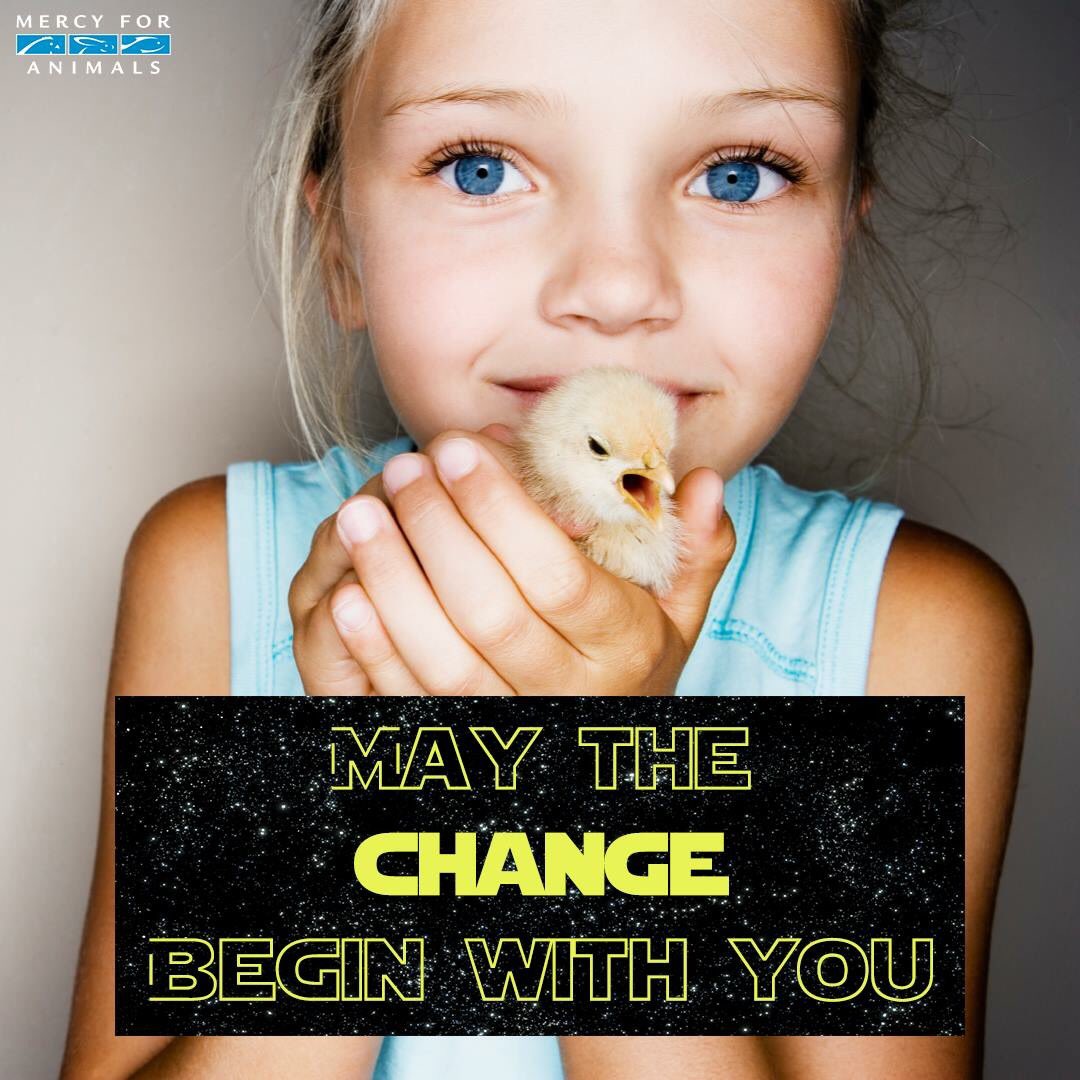 MercyForAnimals's tweet photo. May the change begin with you. #MayThe4thBeWithYou #GoVegan https://t.co/3C8vNGw87p