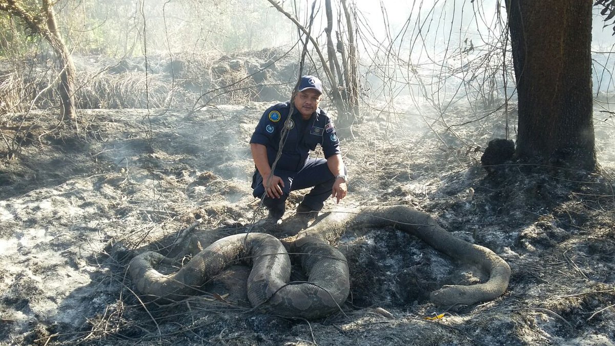 𝕷𝖎𝖙𝖙𝖑𝖊 𝕭𝖔𝖇 𝕶𝖍𝖆𝖓 على تويتر Nak Padam Api Dapat Ular Panggang Sekali Lokasi Gong Kedak Terengganu
