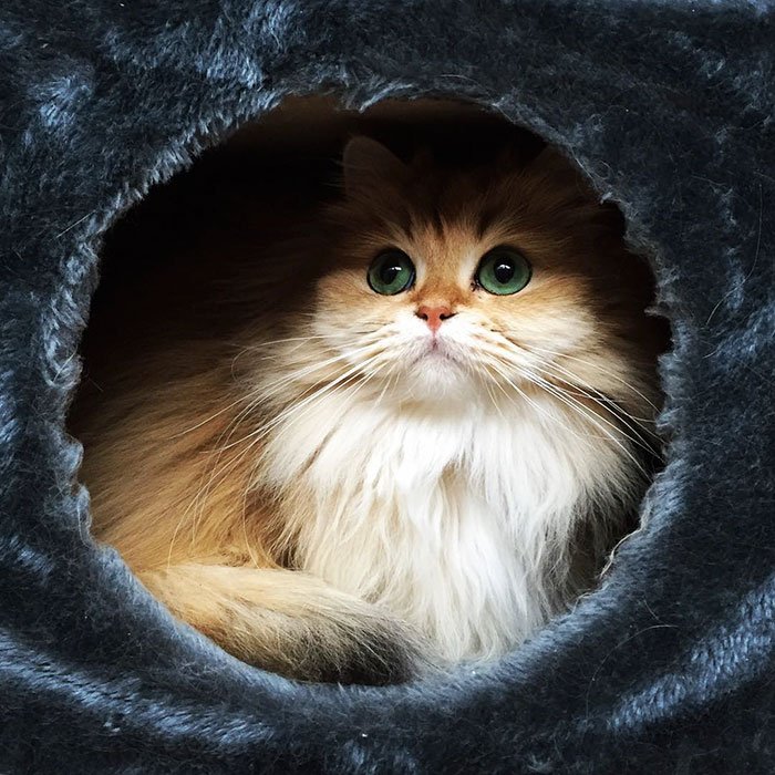 catvids's tweet photo. Meet Smoothie, The World’s Most Photogenic Cat ☺️ https://t.co/XyRu5yvyA5