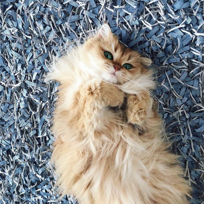catvids's tweet photo. Meet Smoothie, The World’s Most Photogenic Cat ☺️ https://t.co/XyRu5yvyA5