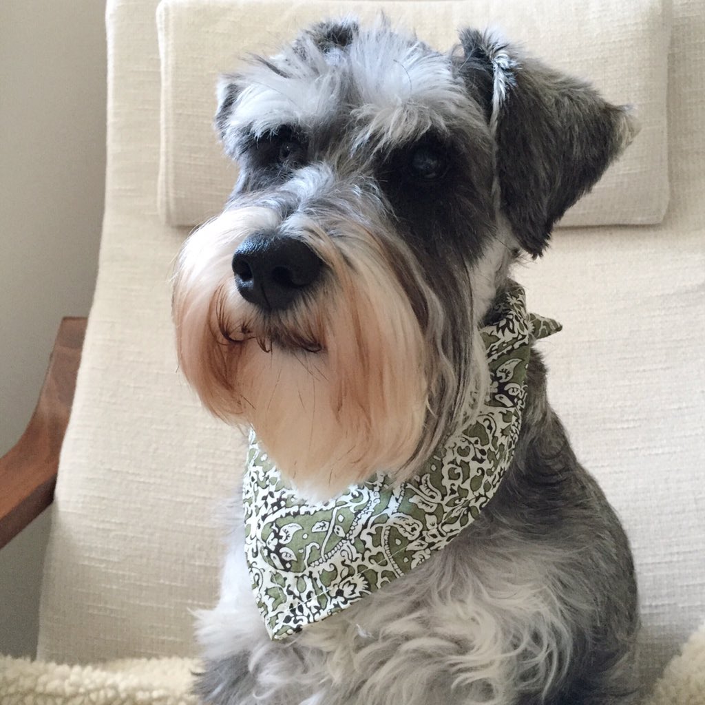 hectorpickleton's tweet photo. Last Friday when I was freshly bathed, brushed and sporting my #handmade @LibertyLondon cotton neckerchief https://t.co/bD4aDdqKbU