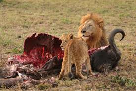Peacevibesx's tweet photo. #MINDSETOFABOSS
EVERYONE WANTS TO EAT BUT FEW ARE WILLING TO HUNT. https://t.co/Z7hSXYU8dq