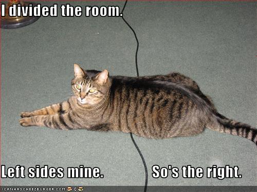 roobarbofficial's tweet photo. How very #cat... https://t.co/2y8uGJ8jJR