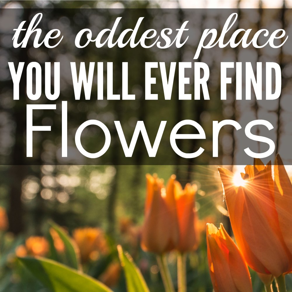 braGGsonline's tweet photo. The flowers are everywhere. You just have to notice "The Oddest Place You Will Find Flowers" https://t.co/ykgIcZCiyE https://t.co/szWtWVz2w6