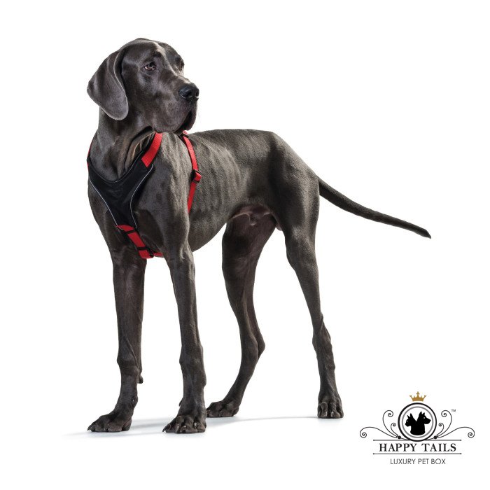Happytailsbox's tweet photo. At the Happy Shop we have a variety of  harnesses. You're certain to find one to suit your pooch. https://t.co/8RcxemICLV