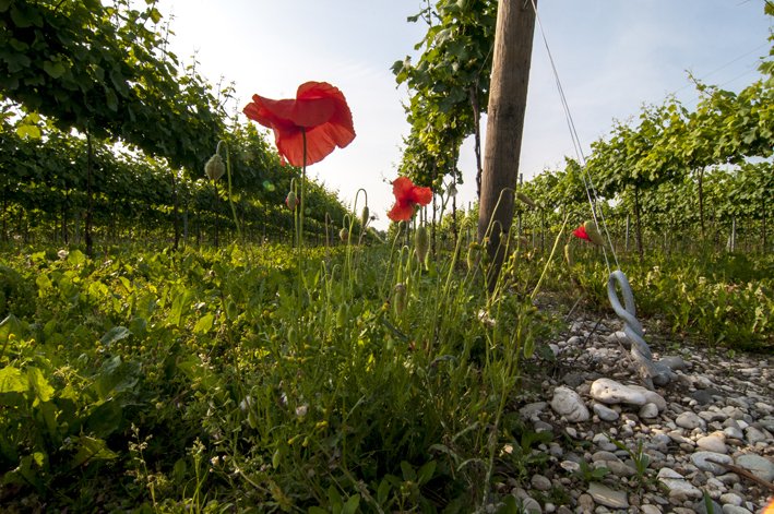 Forchir_vini's tweet photo. #Forchir #spring #Flowers #wine #winemakers #winelovers #friuli https://t.co/5j9ZpfYrIP