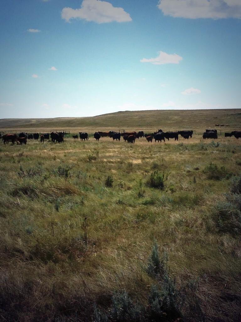 Earls decided that they will use Canadian beef again. Not sure if I am going there to see. #tooLate? #canadianBeef